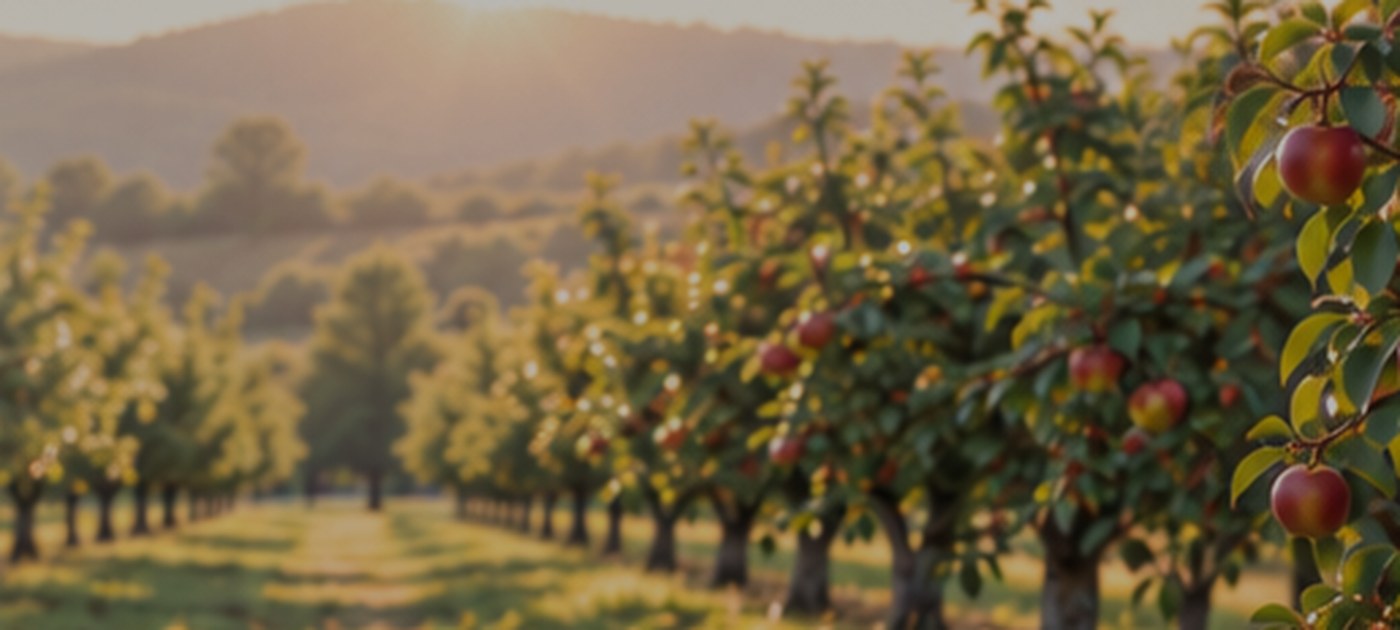 Apple orchard in golden afternoon light